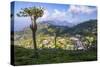 Haputale and a Tea Estate, Sri Lanka Hill Country, Nuwara Eliya District, Sri Lanka, Asia-Matthew Williams-Ellis-Stretched Canvas