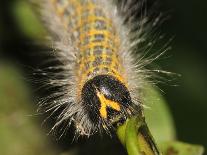 Caterpillars of the Bird-Cherry Ermine, Sky-Harald Kroiss-Photographic Print