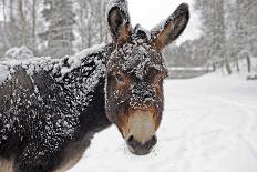 Three Donkeys on Snow-Covered Forest Way-Harald Lange-Photographic Print