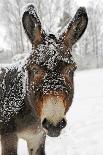 Female Fallow Deer in the Winter Coat on Snow-Covered Forest Way-Harald Lange-Framed Photographic Print