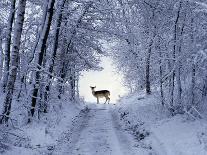 Female Fallow Deer in the Winter Coat on Snow-Covered Forest Way-Harald Lange-Framed Photographic Print