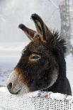 Two Donkeys Brown and Grey under Frost-Covered Birches on Wintry Belt-Harald Lange-Framed Photographic Print