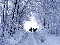 A Brown Donkey Commited with Snow on Wintry Pasture-Harald Lange-Mounted Photographic Print