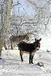 Two Donkeys Brown and Grey under Frost-Covered Birches on Wintry Belt-Harald Lange-Photographic Print