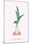 Haran (Five Aspidistra Leaves) In Bamboo Vase-Josiah Conder-Mounted Art Print