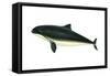 Harbor Porpoise (Phocaena Phocaena), Mammals-Encyclopaedia Britannica-Framed Stretched Canvas