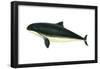 Harbor Porpoise (Phocaena Phocaena), Mammals-Encyclopaedia Britannica-Framed Poster