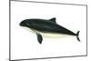 Harbor Porpoise (Phocaena Phocaena), Mammals-Encyclopaedia Britannica-Mounted Poster