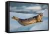 Harbor Seal and Iceberg, Alaska-Paul Souders-Framed Stretched Canvas