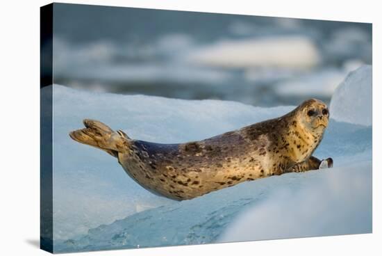 Harbor Seal and Iceberg, Alaska-Paul Souders-Stretched Canvas