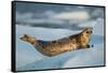 Harbor Seal and Iceberg, Alaska-Paul Souders-Framed Stretched Canvas