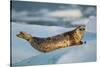 Harbor Seal and Iceberg, Alaska-Paul Souders-Stretched Canvas