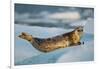 Harbor Seal and Iceberg, Alaska-Paul Souders-Framed Photographic Print