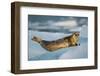 Harbor Seal and Iceberg, Alaska-Paul Souders-Framed Photographic Print