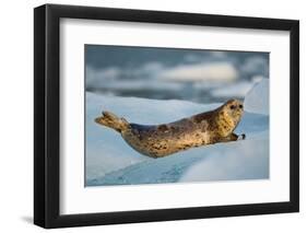 Harbor Seal and Iceberg, Alaska-Paul Souders-Framed Photographic Print