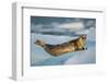 Harbor Seal and Iceberg, Alaska-Paul Souders-Framed Photographic Print