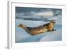 Harbor Seal and Iceberg, Alaska-Paul Souders-Framed Photographic Print