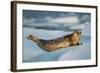 Harbor Seal and Iceberg, Alaska-Paul Souders-Framed Photographic Print