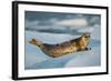 Harbor Seal and Iceberg, Alaska-Paul Souders-Framed Photographic Print