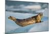 Harbor Seal and Iceberg, Alaska-Paul Souders-Mounted Photographic Print