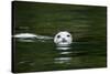 Harbor Seal, British Columbia, Canada-null-Stretched Canvas