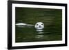 Harbor Seal, British Columbia, Canada-null-Framed Photographic Print