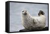 Harbor Seal (Common Seal) (Phoca Vitulina), Iceland, Polar Regions-James-Framed Stretched Canvas