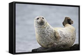 Harbor Seal (Common Seal) (Phoca Vitulina), Iceland, Polar Regions-James-Framed Stretched Canvas