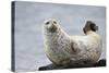 Harbor Seal (Common Seal) (Phoca Vitulina), Iceland, Polar Regions-James-Stretched Canvas