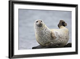 Harbor Seal (Common Seal) (Phoca Vitulina), Iceland, Polar Regions-James-Framed Photographic Print