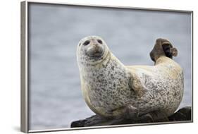 Harbor Seal (Common Seal) (Phoca Vitulina), Iceland, Polar Regions-James-Framed Photographic Print