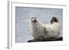 Harbor Seal (Common Seal) (Phoca Vitulina), Iceland, Polar Regions-James-Framed Photographic Print