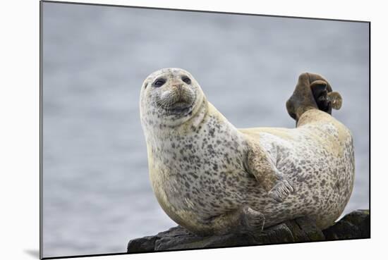 Harbor Seal (Common Seal) (Phoca Vitulina), Iceland, Polar Regions-James-Mounted Photographic Print