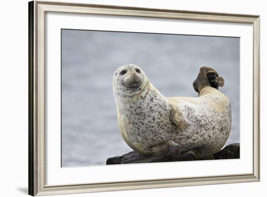 Harbor Seal (Common Seal) (Phoca Vitulina), Iceland, Polar Regions-James-Framed Photographic Print