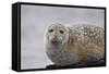 Harbor Seal (Common Seal) (Phoca Vitulina), Iceland, Polar Regions-James-Framed Stretched Canvas