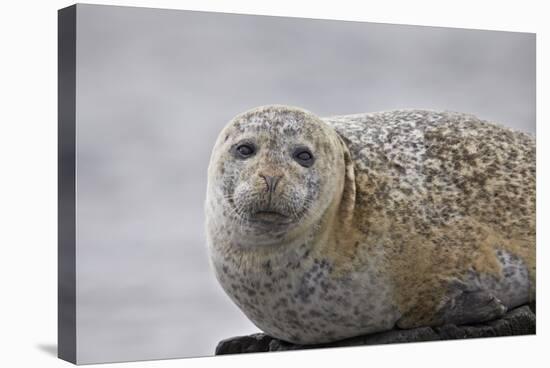 Harbor Seal (Common Seal) (Phoca Vitulina), Iceland, Polar Regions-James-Stretched Canvas