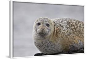 Harbor Seal (Common Seal) (Phoca Vitulina), Iceland, Polar Regions-James-Framed Photographic Print