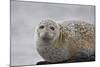 Harbor Seal (Common Seal) (Phoca Vitulina), Iceland, Polar Regions-James-Mounted Photographic Print