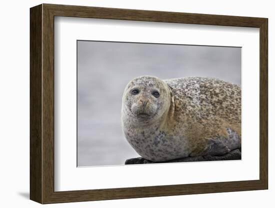 Harbor Seal (Common Seal) (Phoca Vitulina), Iceland, Polar Regions-James-Framed Photographic Print