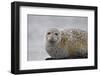 Harbor Seal (Common Seal) (Phoca Vitulina), Iceland, Polar Regions-James-Framed Photographic Print