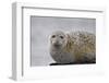 Harbor Seal (Common Seal) (Phoca Vitulina), Iceland, Polar Regions-James-Framed Photographic Print