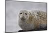 Harbor Seal (Common Seal) (Phoca Vitulina), Iceland, Polar Regions-James-Mounted Photographic Print