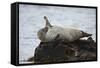 Harbor Seal (Common Seal) (Phoca Vitulina) Stretching, Iceland, Polar Regions-James-Framed Stretched Canvas