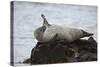 Harbor Seal (Common Seal) (Phoca Vitulina) Stretching, Iceland, Polar Regions-James-Stretched Canvas
