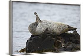 Harbor Seal (Common Seal) (Phoca Vitulina) Stretching, Iceland, Polar Regions-James-Framed Photographic Print