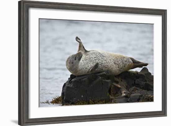 Harbor Seal (Common Seal) (Phoca Vitulina) Stretching, Iceland, Polar Regions-James-Framed Photographic Print