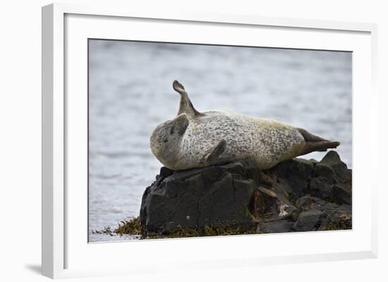 Harbor Seal (Common Seal) (Phoca Vitulina) Stretching, Iceland, Polar Regions-James-Framed Photographic Print