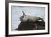 Harbor Seal (Common Seal) (Phoca Vitulina) Stretching, Iceland, Polar Regions-James-Framed Photographic Print