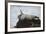 Harbor Seal (Common Seal) (Phoca Vitulina) Stretching, Iceland, Polar Regions-James-Framed Photographic Print