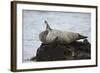 Harbor Seal (Common Seal) (Phoca Vitulina) Stretching, Iceland, Polar Regions-James-Framed Photographic Print